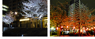 目黒川親水護岸 さくらのライトアップ2014