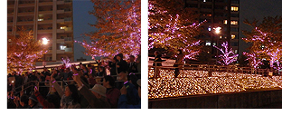 「目黒川みんなのイルミネーション2015」点灯開始